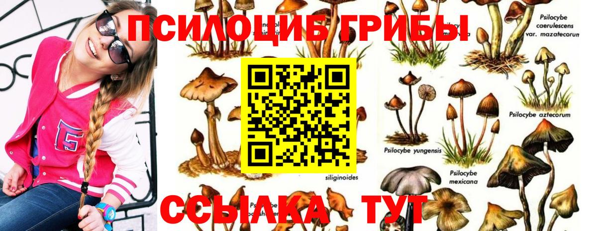 Псилоцибиновые грибы ЛСД  Псилоцибиновые грибы Psilocybe  Вход с VPN  Курчалой 